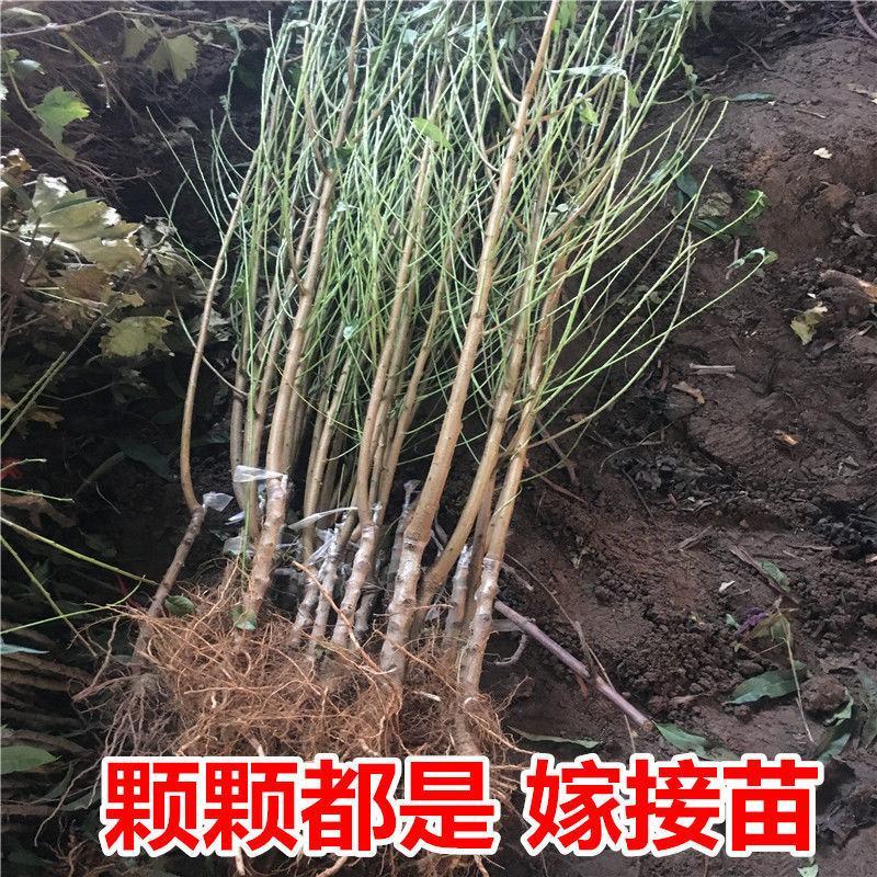 正宗嫁接桃树苗特大冬桃水蜜桃果树苗南北方种植庭院阳台盆栽