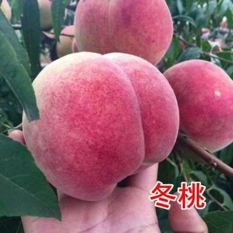 正宗嫁接桃树苗特大冬桃水蜜桃果树苗南北方种植庭院阳台盆栽