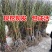 正宗嫁接桃树苗特大冬桃水蜜桃果树苗南北方种植庭院阳台盆栽