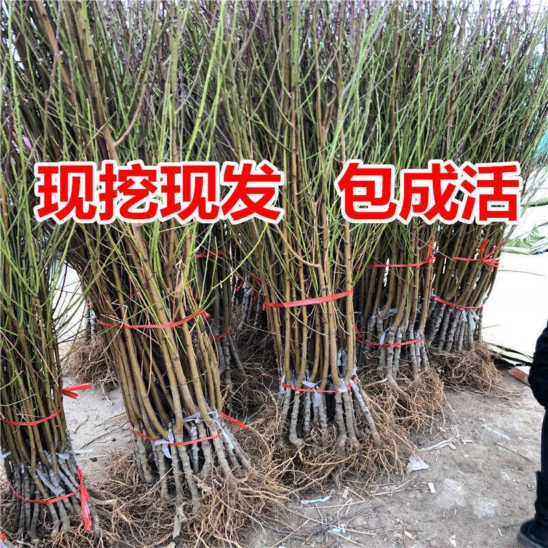 正宗嫁接桃树苗特大冬桃水蜜桃果树苗南北方种植庭院阳台盆栽