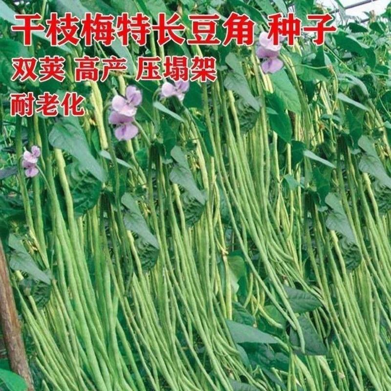 三尺特长豆角种子无筋高产豇豆四季早熟蔬菜种子抗虫抗病高产