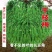 三尺特长豆角种子无筋高产豇豆四季早熟蔬菜种子抗虫抗病高产