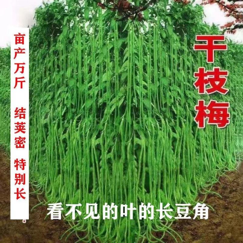三尺特长豆角种子无筋高产豇豆四季早熟蔬菜种子抗虫抗病高产