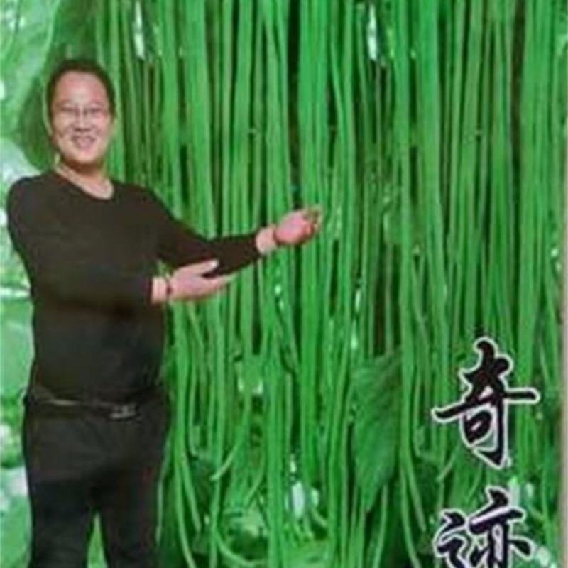 三尺特长豆角种子无筋高产豇豆四季早熟蔬菜种子抗虫抗病高产