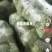 山东单县甘蓝圆甘蓝包菜宣硬都有质量保证，常年供应