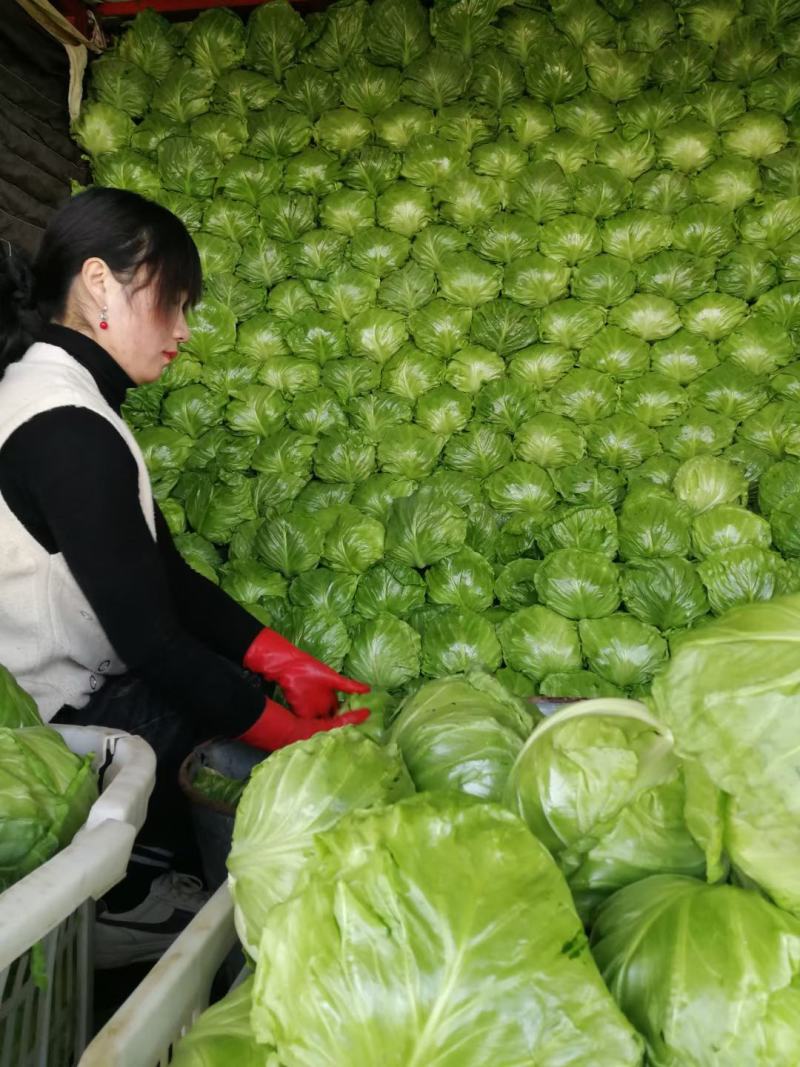山东单县甘蓝圆甘蓝包菜宣硬都有质量保证，常年供应