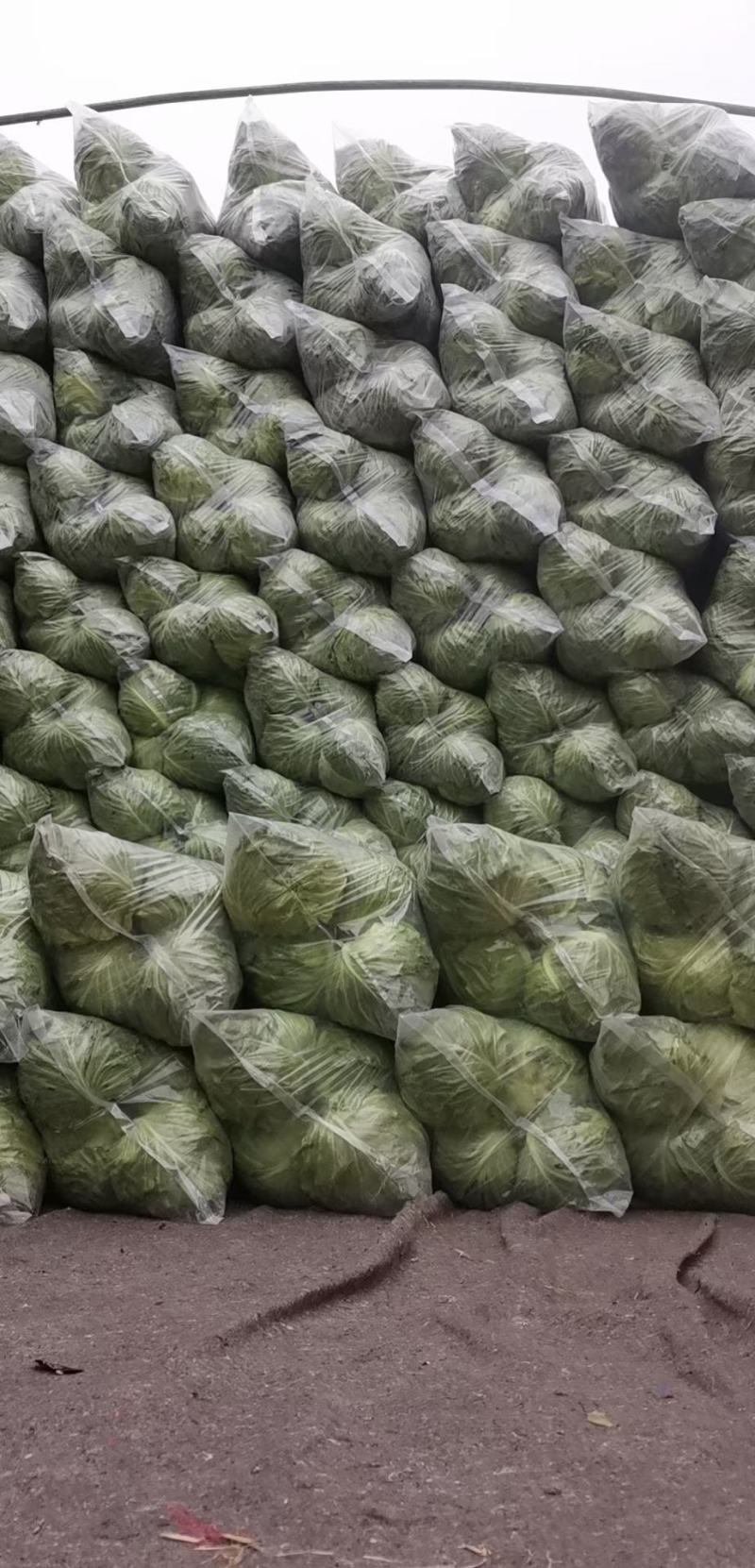山东单县甘蓝圆甘蓝包菜宣硬都有质量保证，常年供应