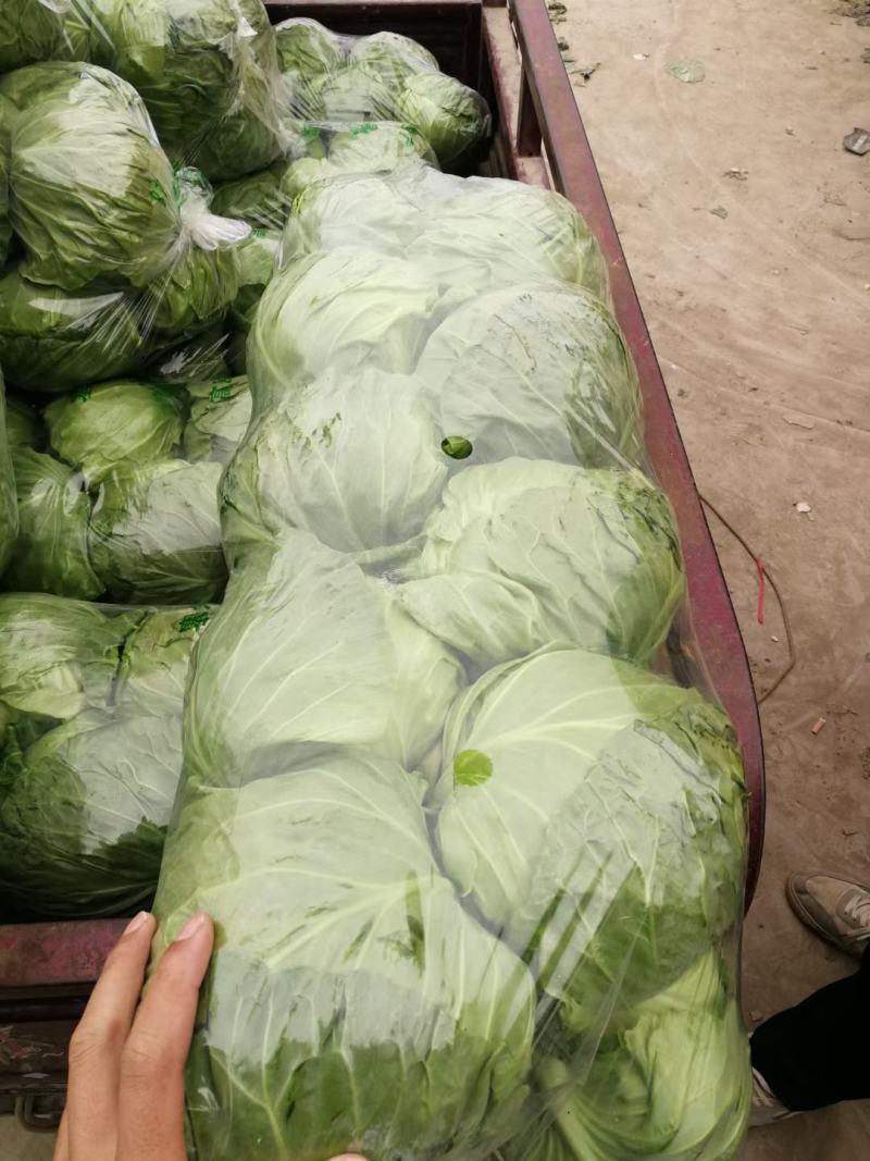 山东单县甘蓝圆甘蓝包菜宣硬都有质量保证，常年供应