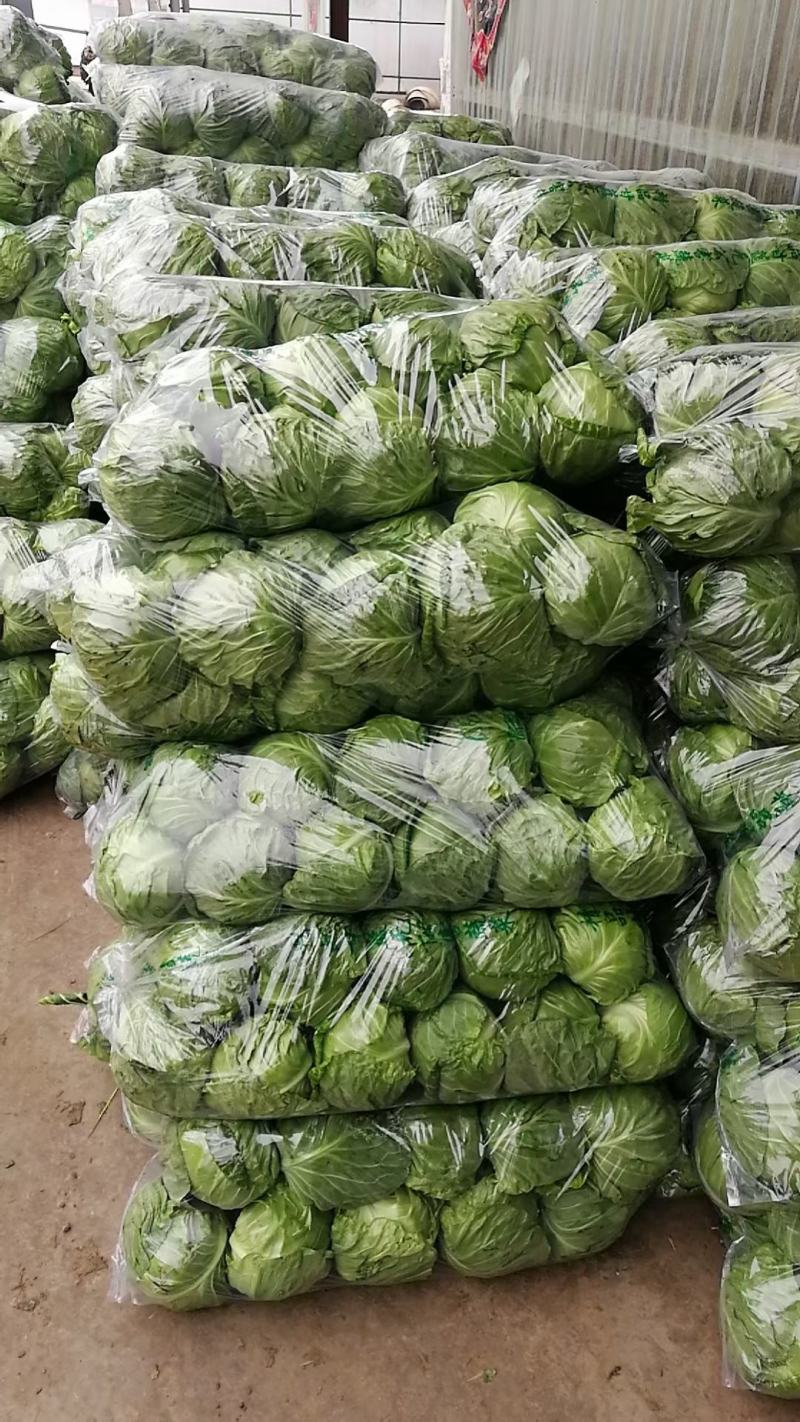 山东单县甘蓝圆甘蓝包菜宣硬都有质量保证，常年供应