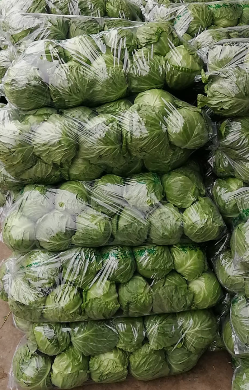 山东单县甘蓝圆甘蓝包菜宣硬都有质量保证，常年供应