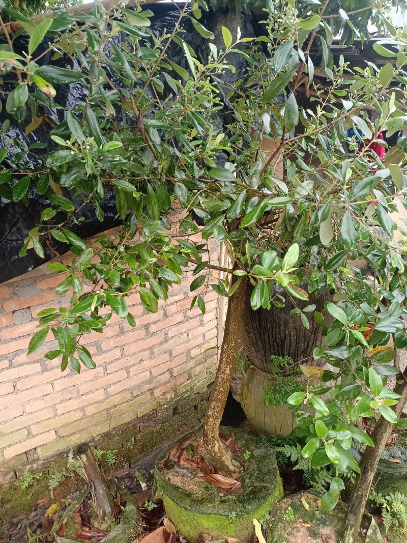 桃金娘或棯子树
