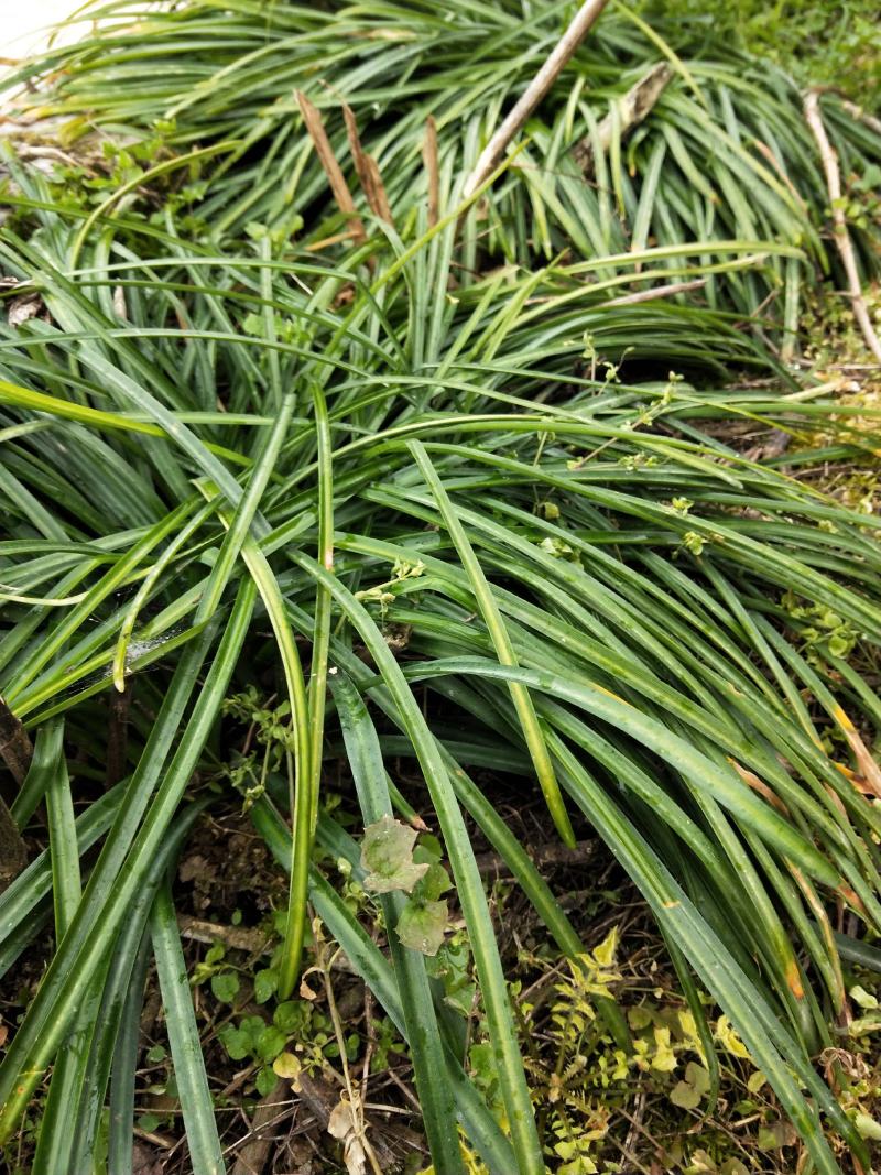 石蒜彼岸花四季均可种植当年可开花包邮