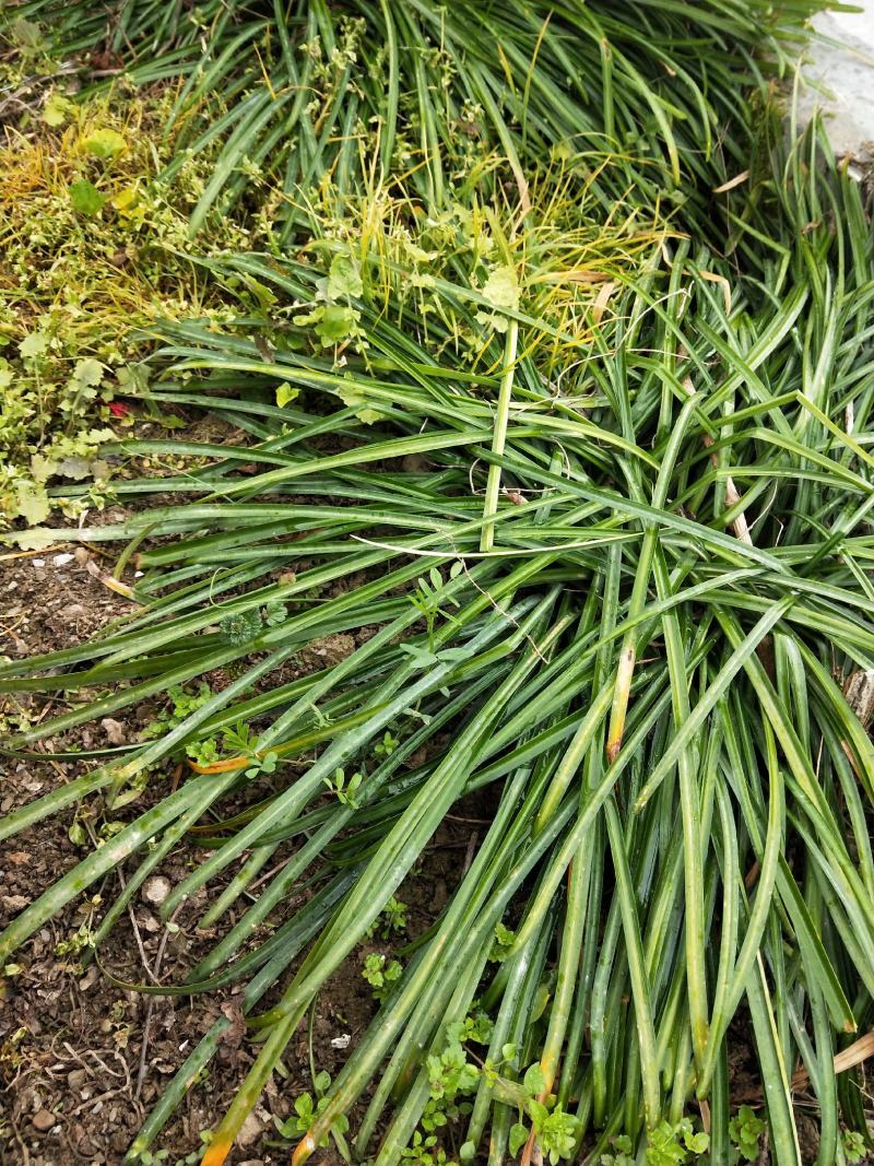 石蒜彼岸花四季均可种植当年可开花包邮