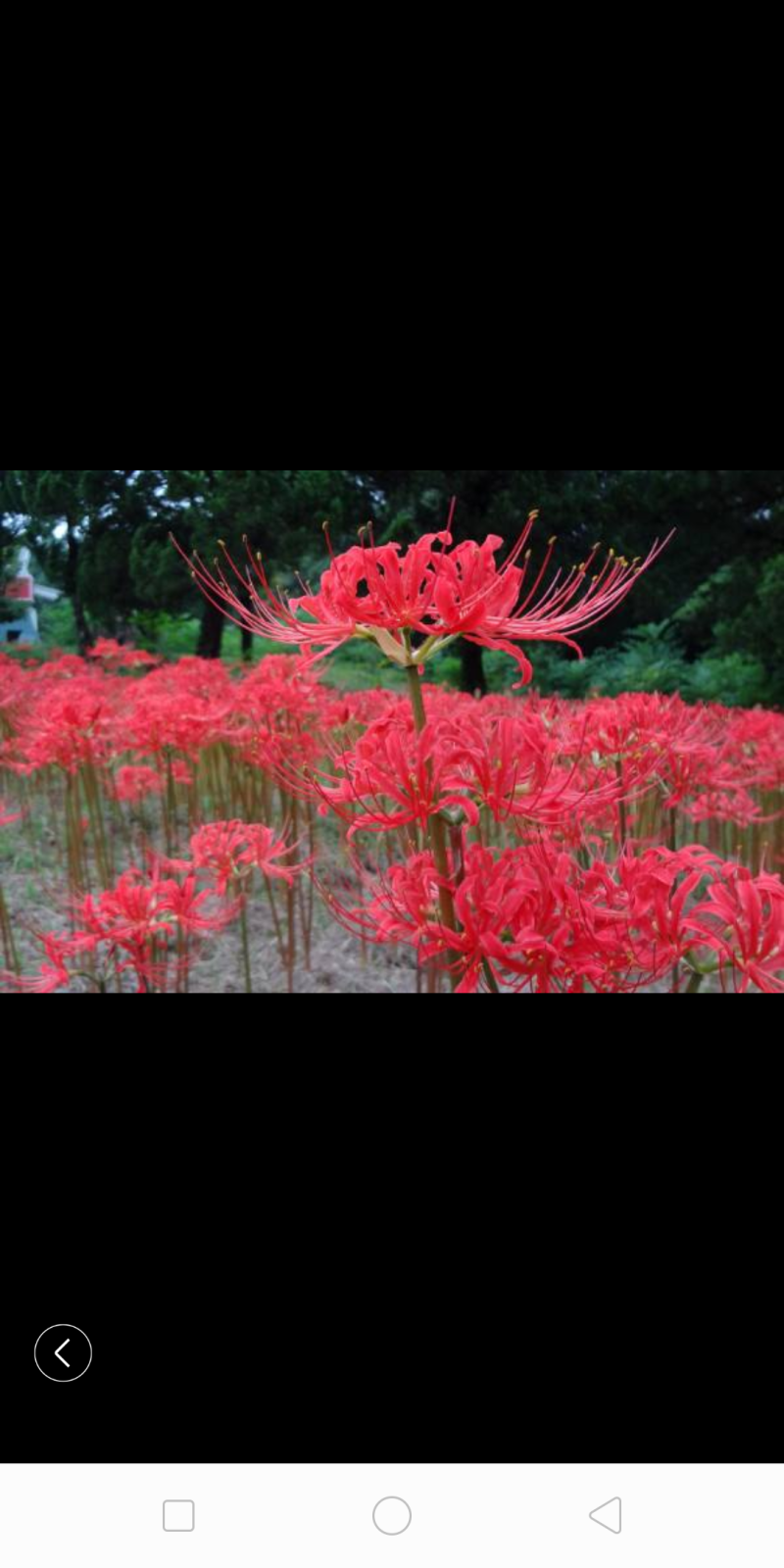 石蒜彼岸花四季均可种植当年可开花包邮