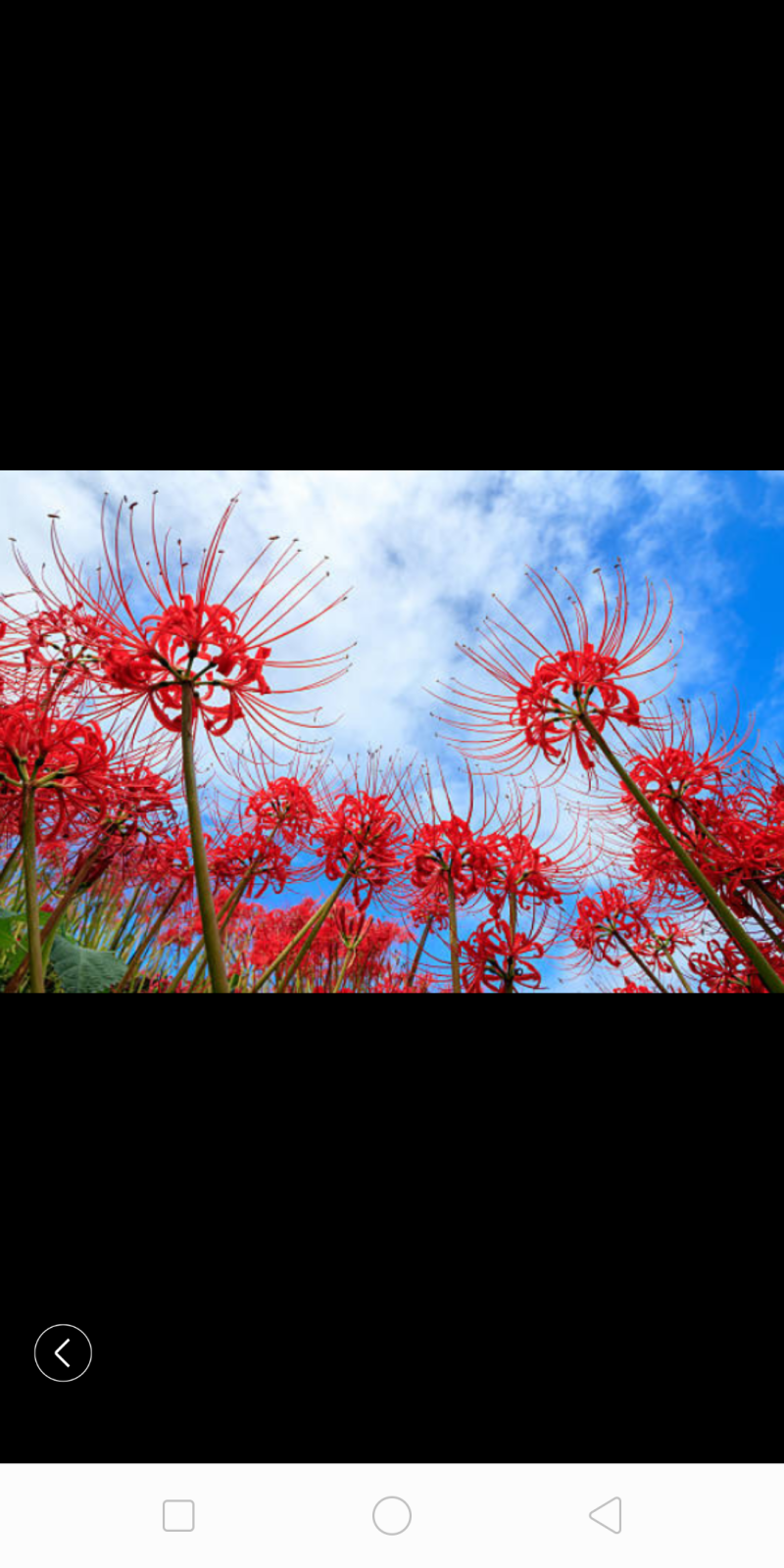 石蒜彼岸花四季均可种植当年可开花包邮