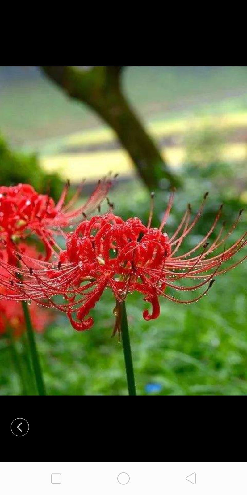 石蒜彼岸花四季均可种植当年可开花包邮