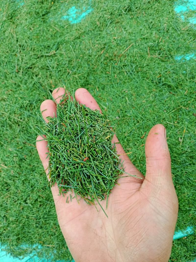 云南中药材松针段子，加工各种中药材批发销售。