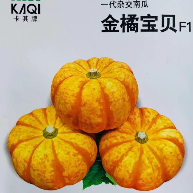 【金橘宝贝迷你小南瓜种子】可观赏可食用的黄色南瓜种子甜面