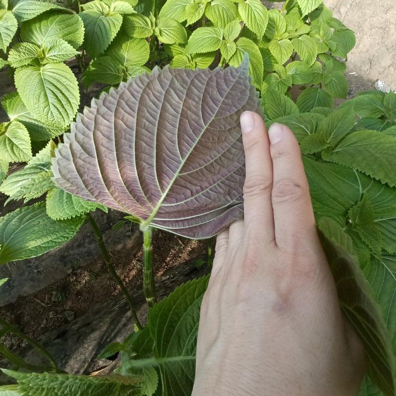 新鲜苏子叶上市，自己种植基地，色正，全年有货，当天发货，