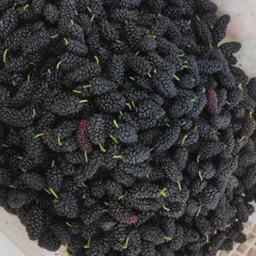 攀枝花新鲜桑葚2~3cm自家农户直销大颗果大