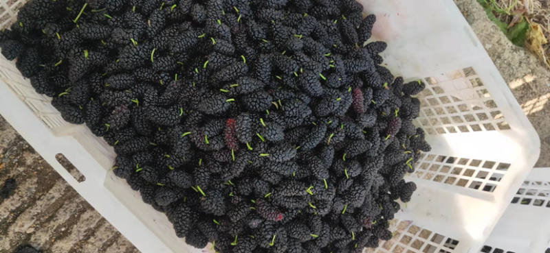 攀枝花新鲜桑葚2~3cm自家农户直销大颗果大