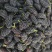 攀枝花新鲜桑葚2~3cm自家农户直销大颗果大