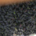 攀枝花新鲜桑葚2~3cm自家农户直销大颗果大