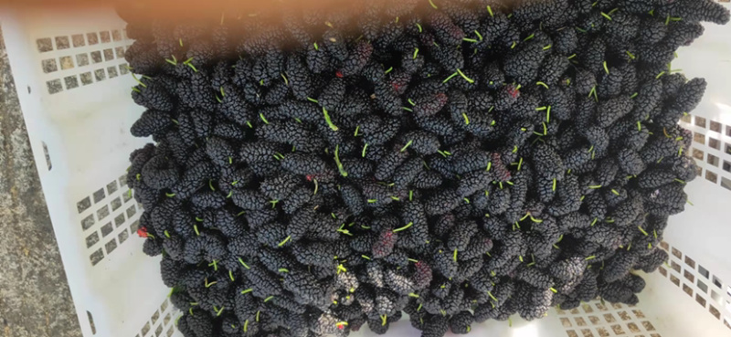 攀枝花新鲜桑葚2~3cm自家农户直销大颗果大