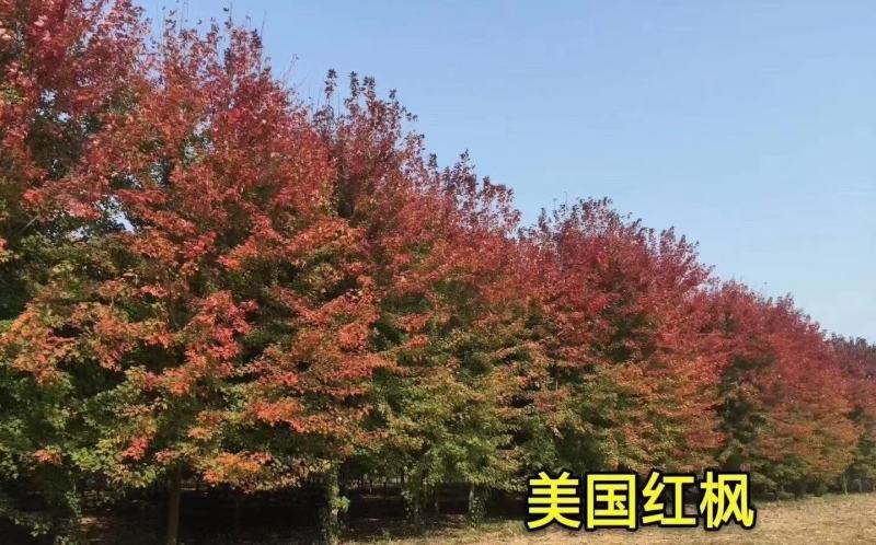 美国红枫红冠红点枫秋火焰5cm～25cm规格齐全量大优惠