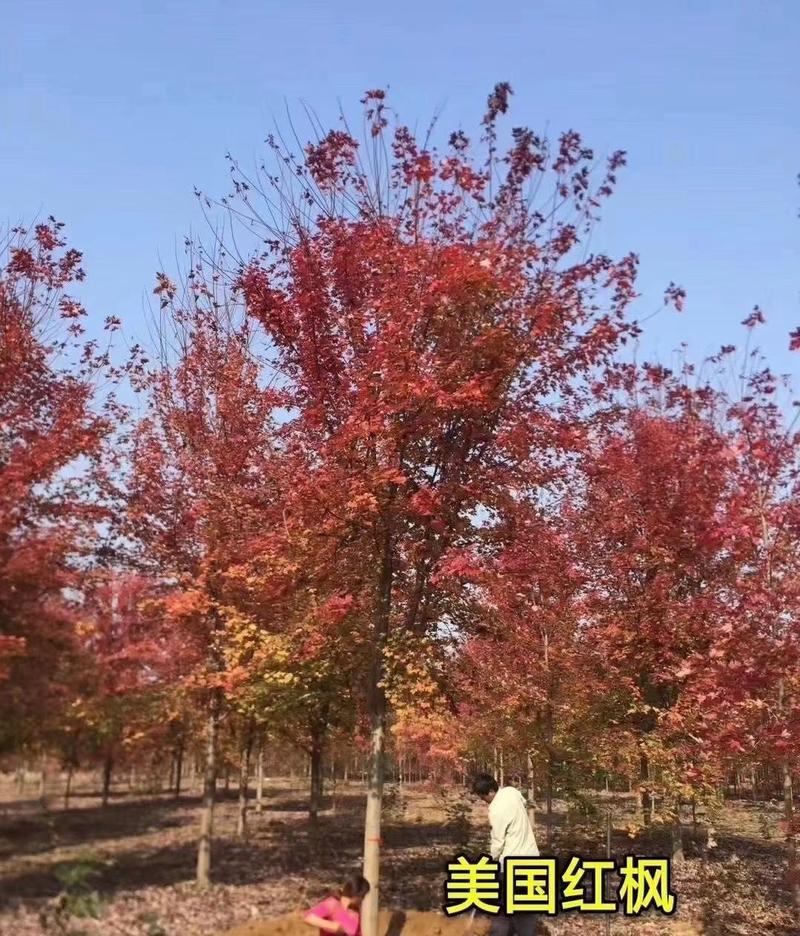 美国红枫红冠小苗2—5cm大量出售变色一致性好，根系发达