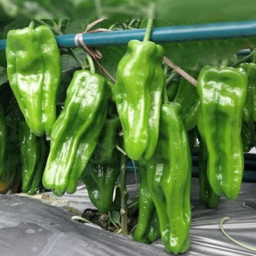 菜椒辣椒苗高产抗旱,不在担心长草