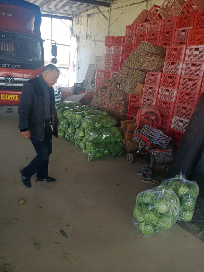 山东单县甘蓝圆甘蓝包菜宣硬都有质量保证，常年供应