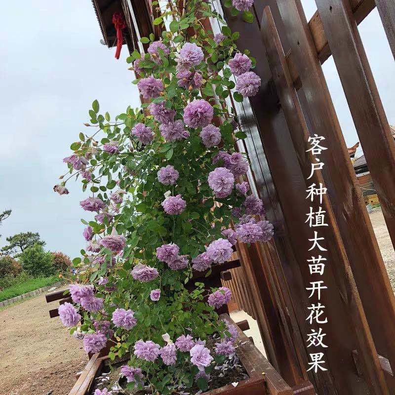 藤本月季蓝色阴雨阳台庭院小型爬藤蔷薇花苗多头四季开花垂吊