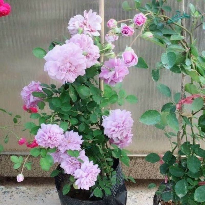 藤本月季蓝色阴雨阳台庭院小型爬藤蔷薇花苗多头四季开花垂吊