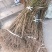 【热销】药用连翘苗，新品种3号高产连翘苗，大果药用基地直