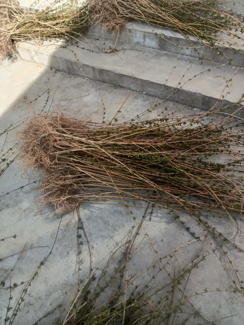 【热销】药用连翘苗，新品种3号高产连翘苗，大果药用基地直