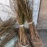 【热销】药用连翘苗，新品种3号高产连翘苗，大果药用基地直