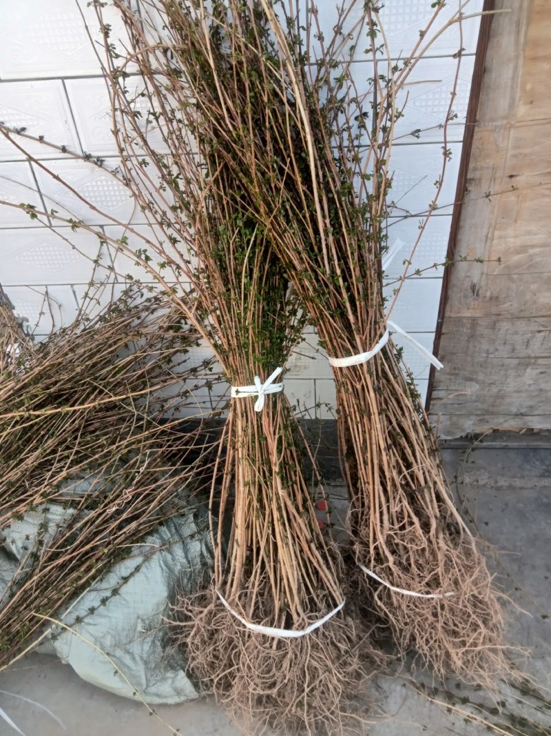 【热销】药用连翘苗，新品种3号高产连翘苗，大果药用基地直