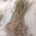 【热销】药用连翘苗，新品种3号高产连翘苗，大果药用基地直