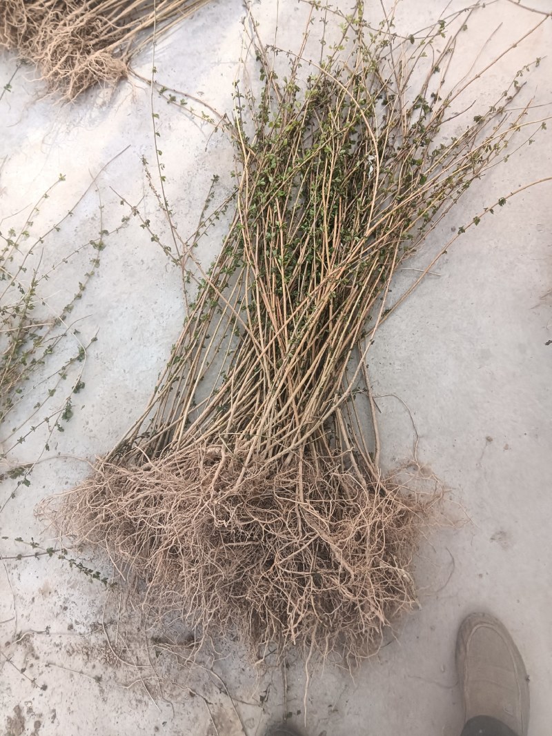 【热销】药用连翘苗，新品种3号高产连翘苗，大果药用基地直