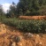 茶叶：白芽奇兰（福建省漳州市平和县白芽奇兰茶