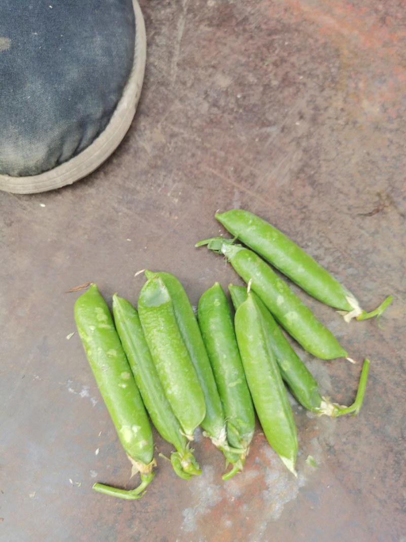 豌豆（长寿仁），颗粒饱满，颜色鲜绿，无公害，货量充足！