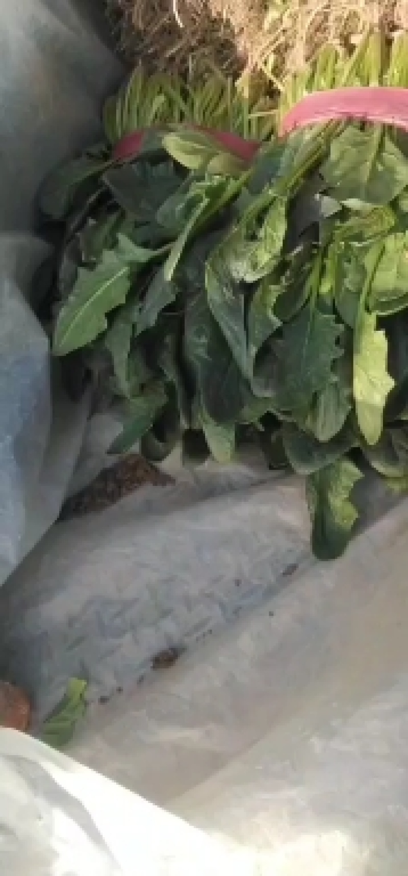 小叶波菜