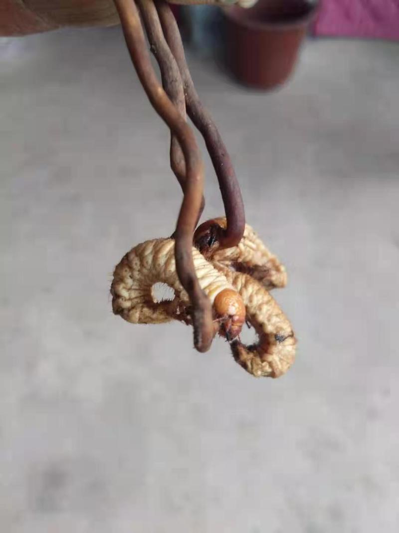 虫草
