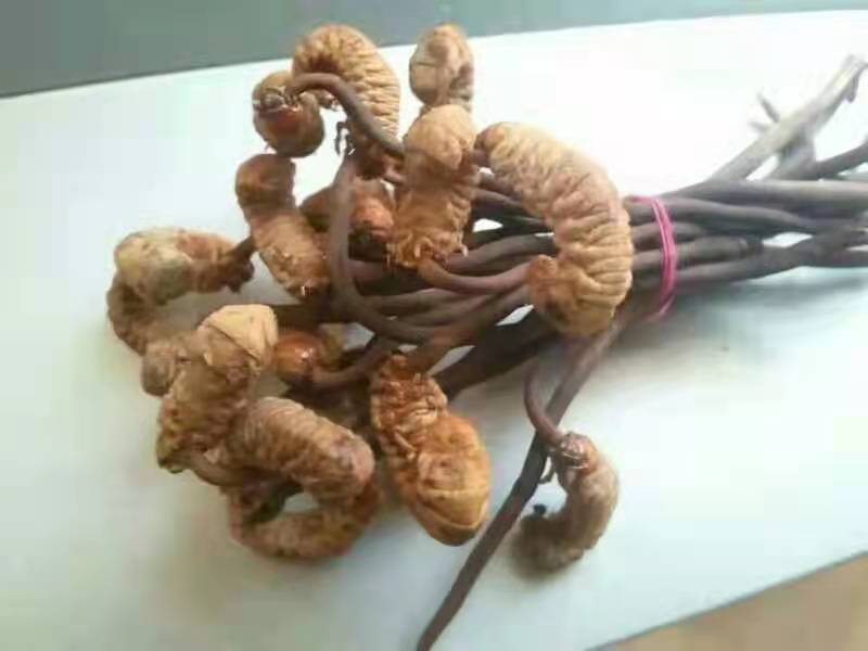 虫草