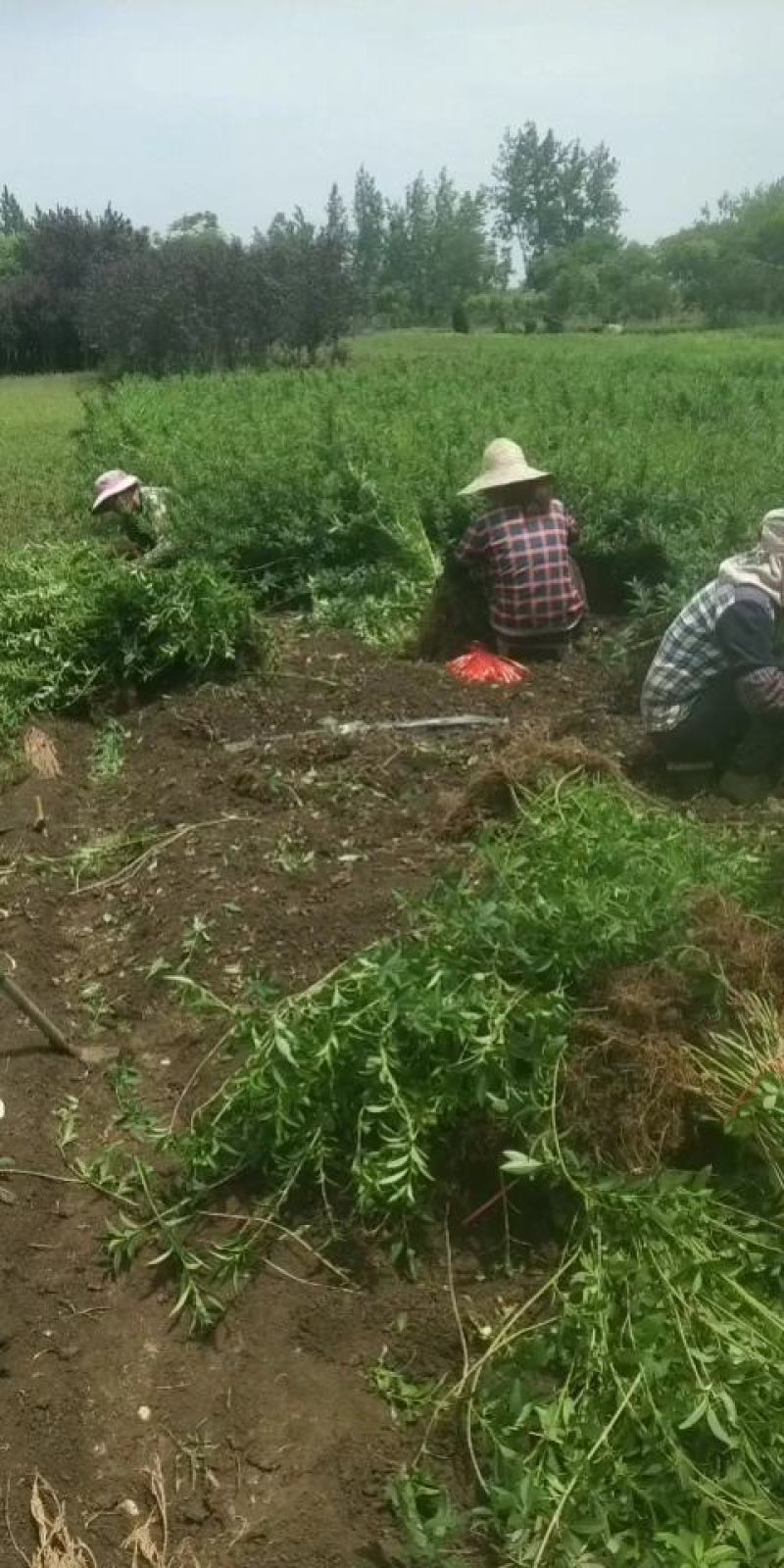 连翘球连翘苗多分支连翘