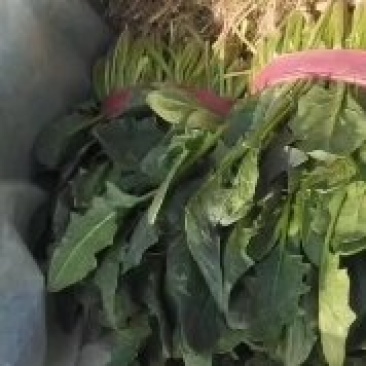 小叶波菜