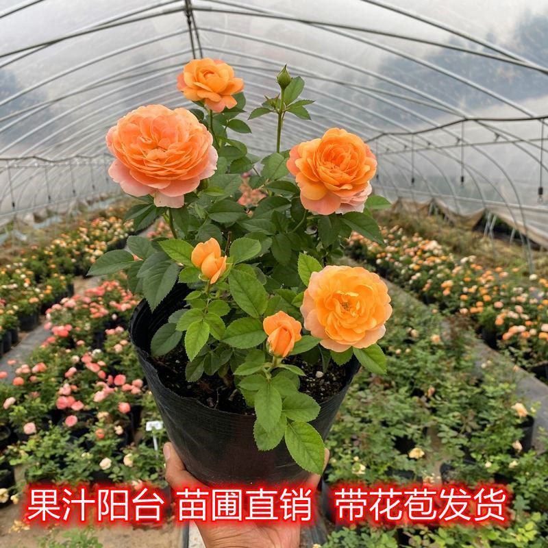 果汁阳台盆栽植物室内四季开花月季玫瑰红果汁花苗花卉月季花