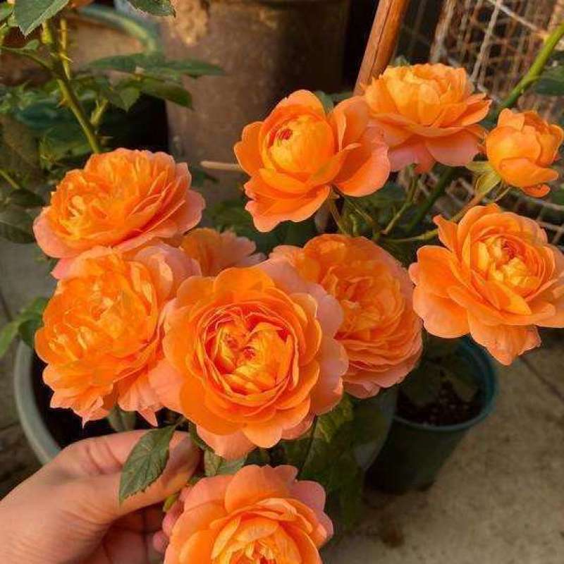 果汁阳台盆栽植物室内四季开花月季玫瑰红果汁花苗花卉月季花
