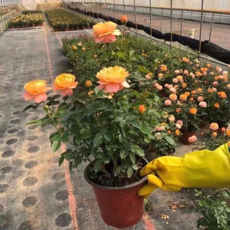 果汁阳台盆栽植物室内四季开花月季玫瑰红果汁花苗花卉月季花
